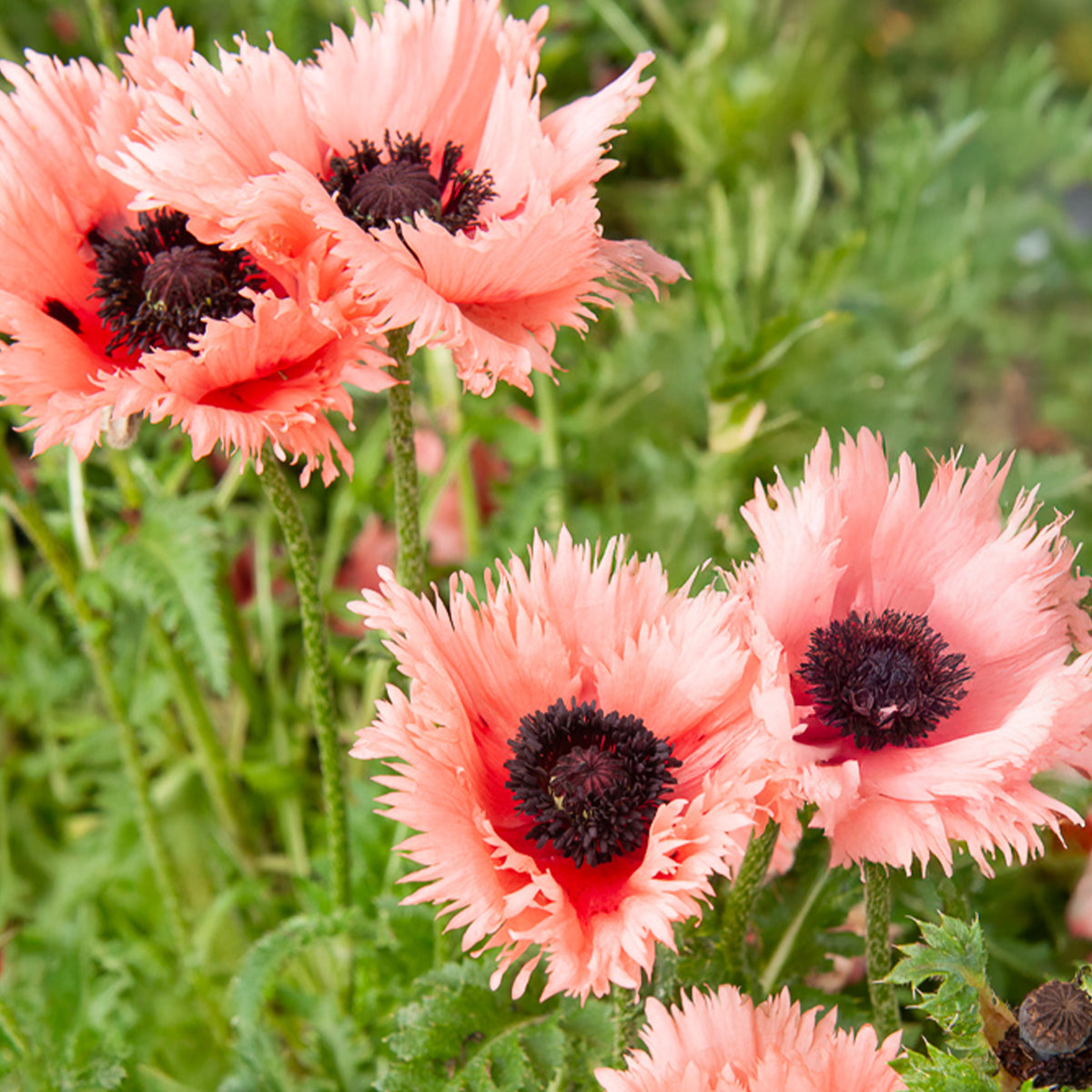 Pavot d'Orient Forncett Summer - Papaver orientale Forncett Summer - Bakker