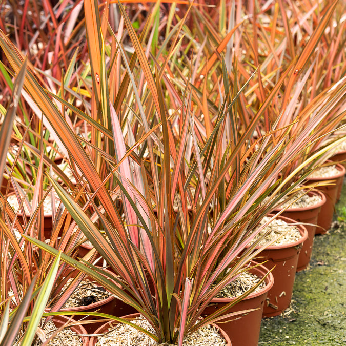 Phormium Flamingo - Lin de Nouvelle-Zélande - Bakker