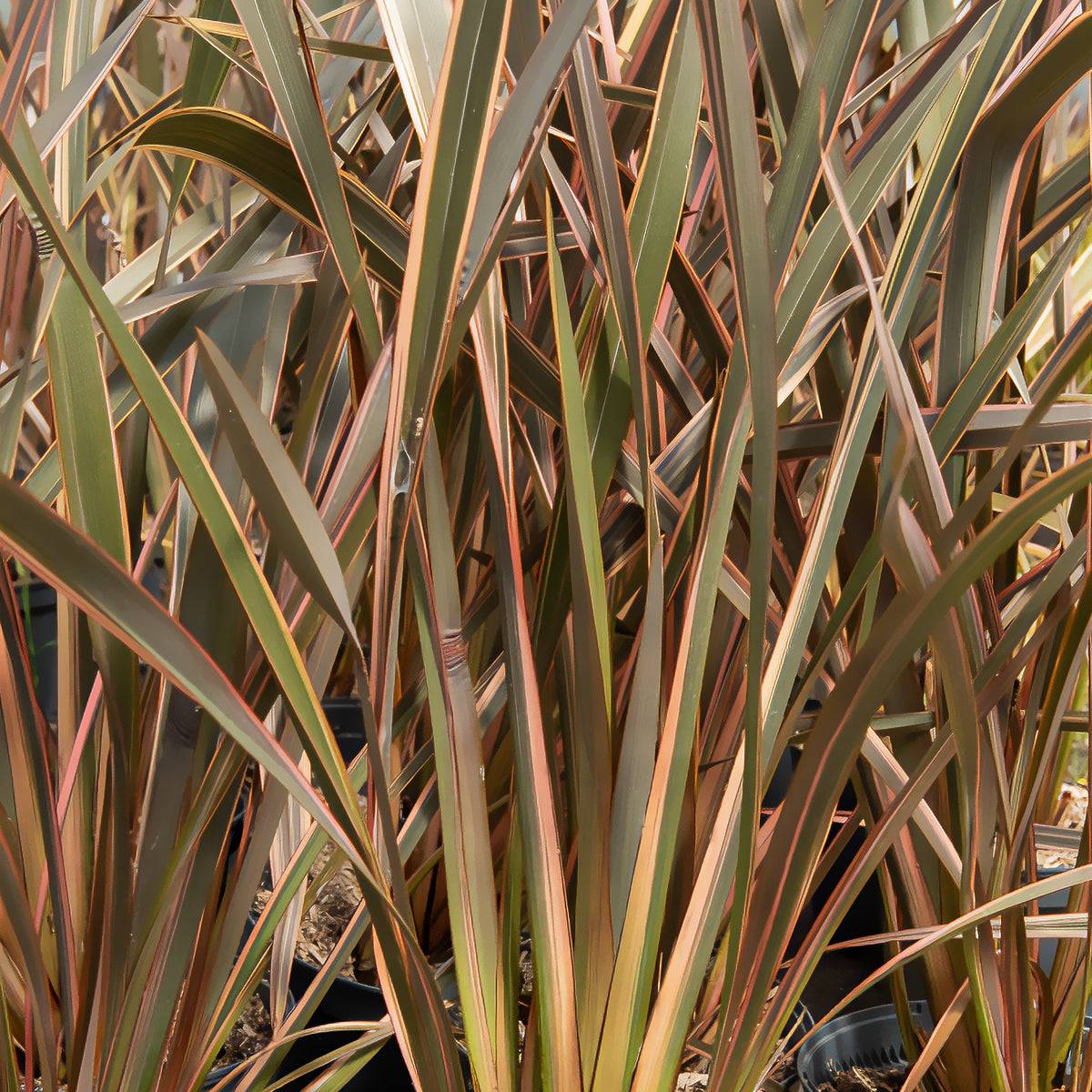 Phormium tenax Rainbow Queen - Phormium Rainbow Queen - Lin de Nouvelle-Zélande - Lin de nouvelle Zélande - Phormium
