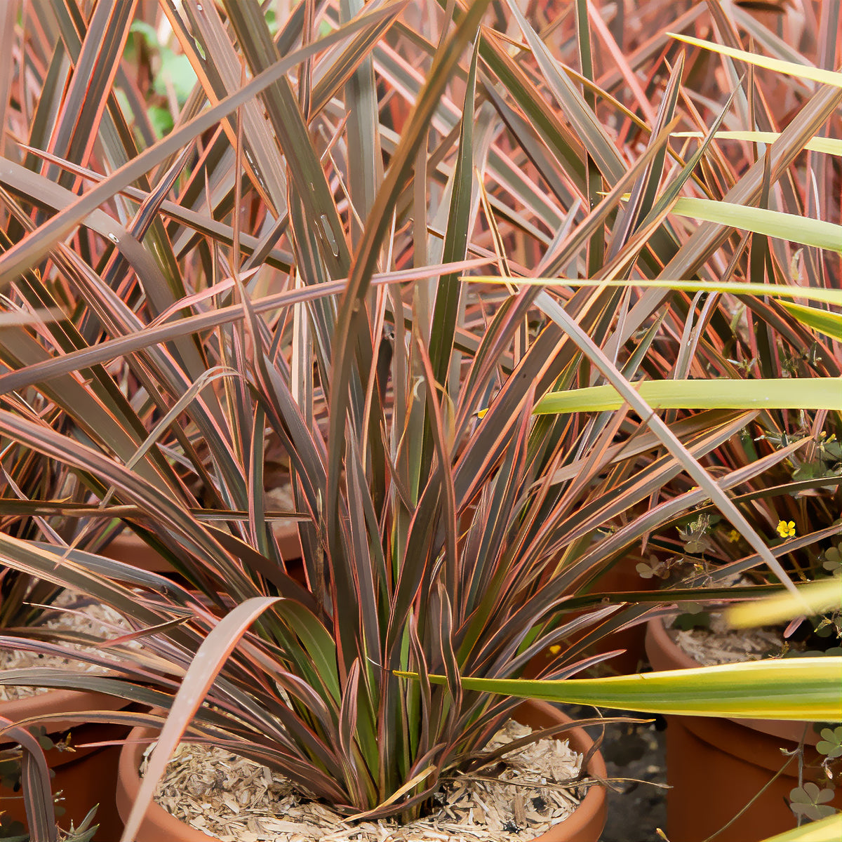 Phormium Rainbow Queen - Lin de Nouvelle-Zélande - Phormium tenax Rainbow Queen - Bakker