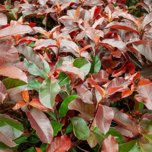 Photinia fraseri Camilvy - Bakker