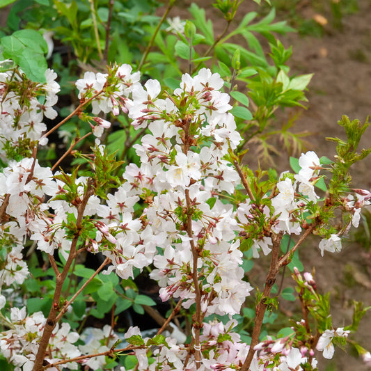 Cerisier à fleurs du Japon Brillant - Bakker