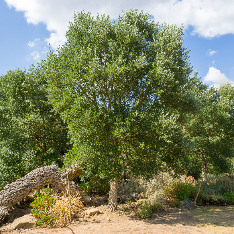 Chêne-liège - Quercus suber - Bakker