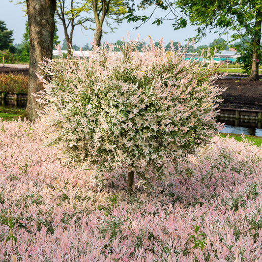 Saule crevette sur tige Flamingo - Bakker