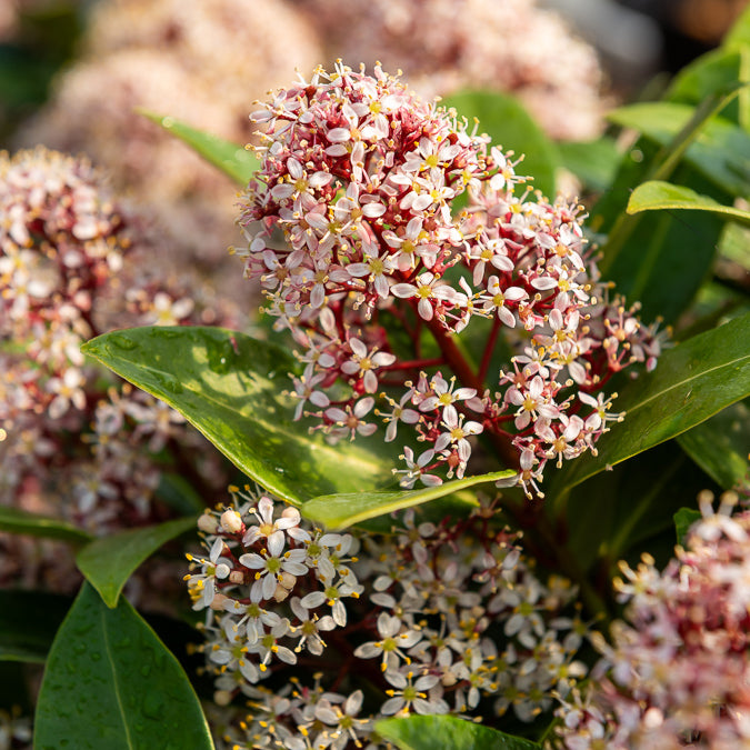 Skimmia japonica Rubella - Skimmia du Japon Rubella - Skimmia