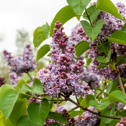 Lilas Belle de Nancy - Bakker