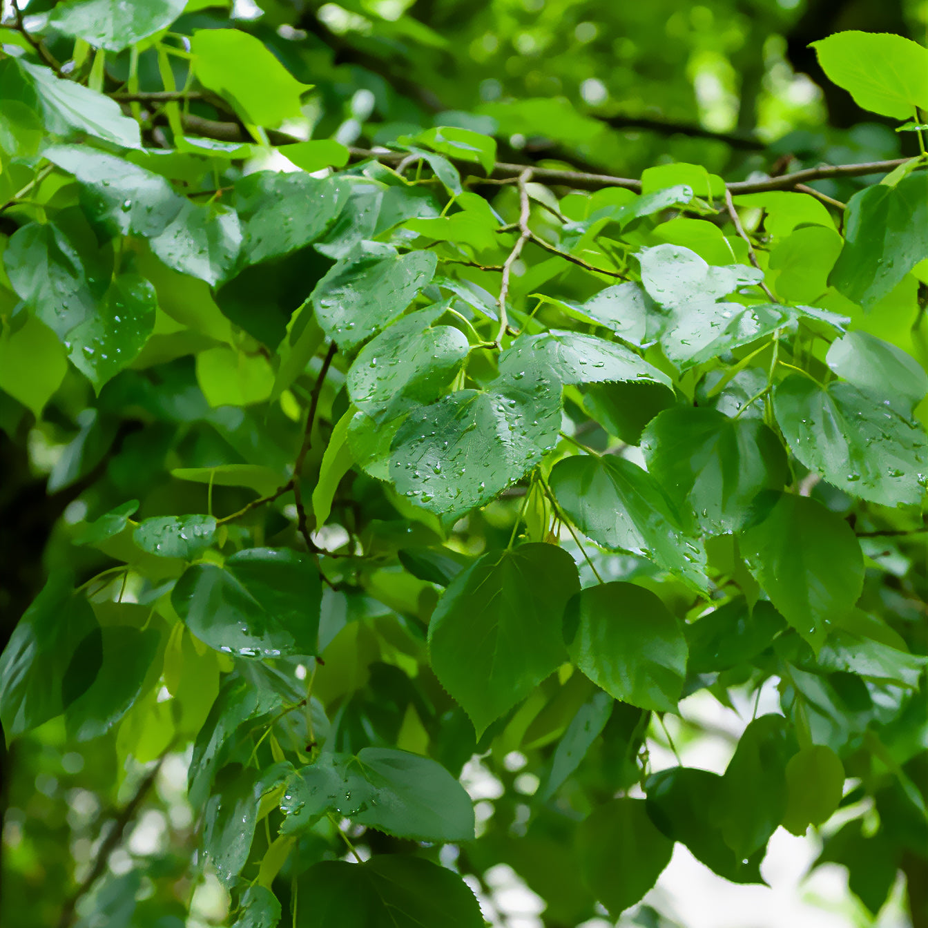 Tilleul de Crimée  Euchlora - Bakker