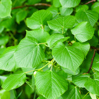 Tilia platyphyllos - Tilleul à grandes feuilles - Arbres