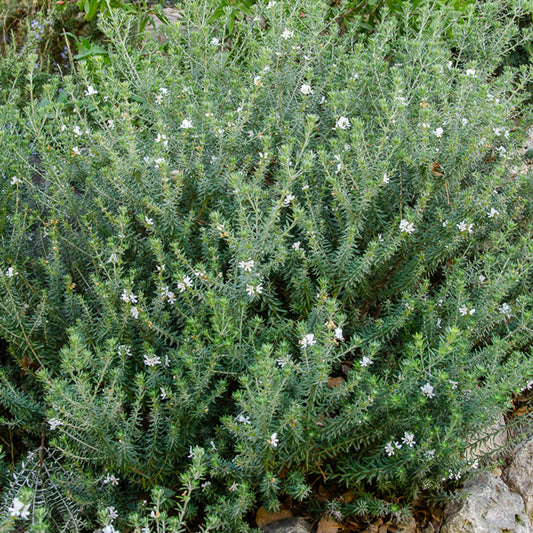 Romarin d'Australie - Bakker