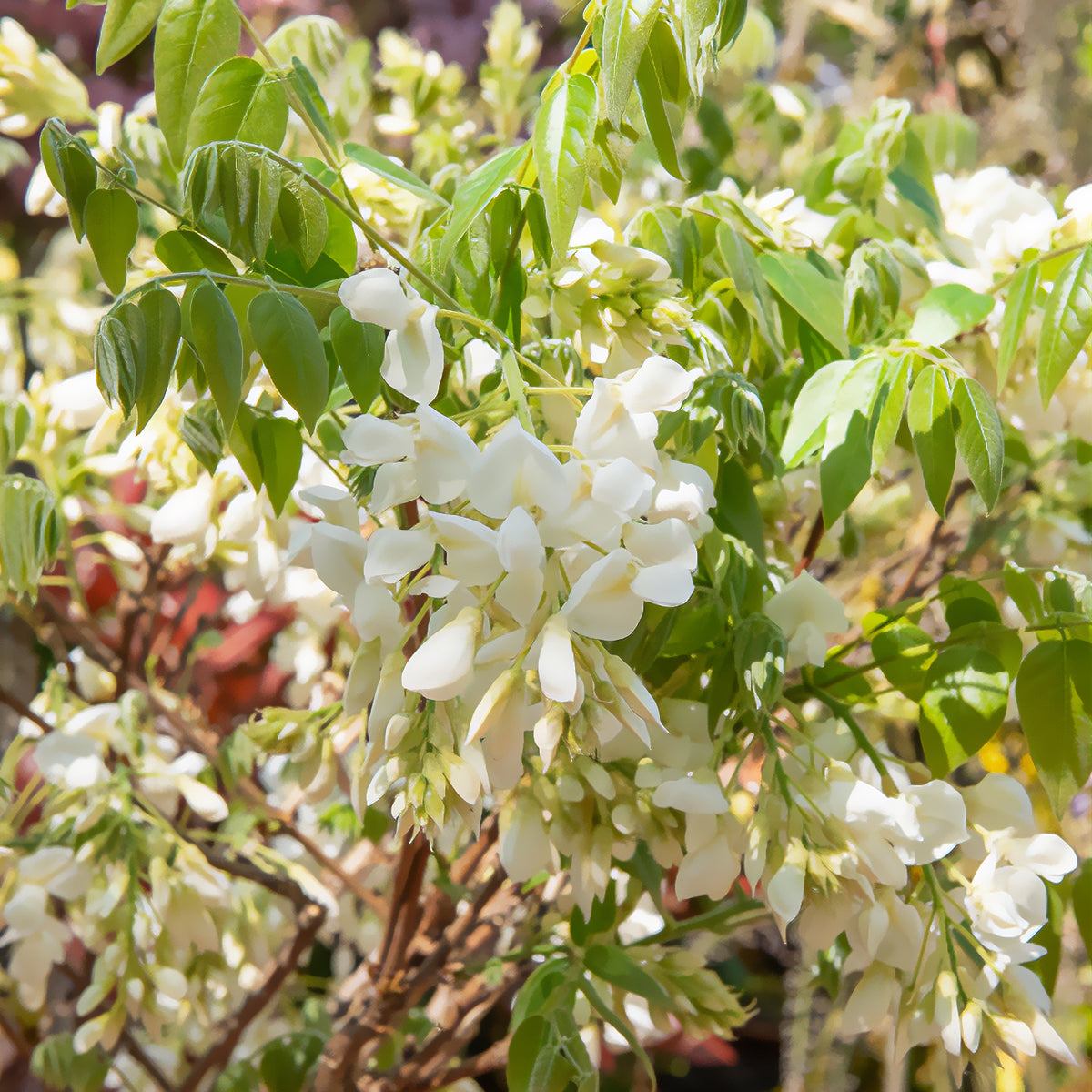 Glycine soyeuse blanche - Wisteria brachybotrys Shiro Kapitan - Bakker