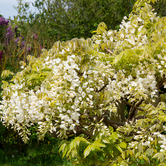 Glycine soyeuse blanche - Bakker