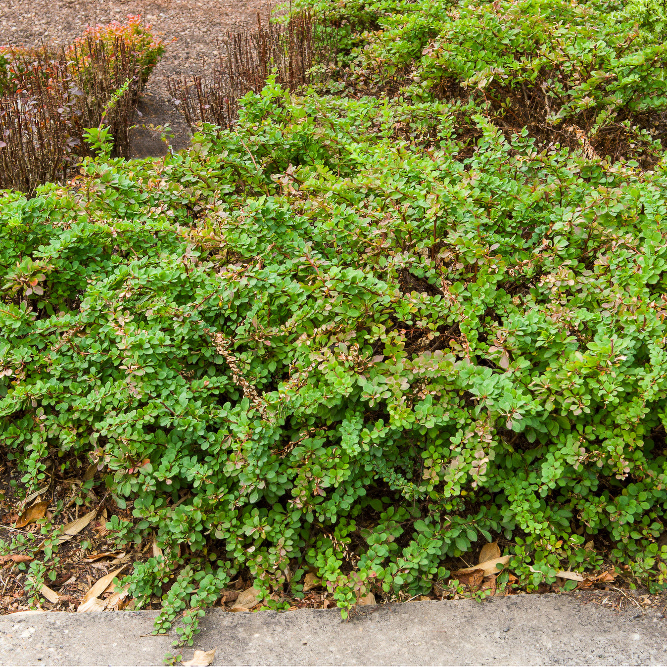 Berberis thunbergii Golden Rocket - Épine-vinette de Thunberg Golden Rocket - Arbustes