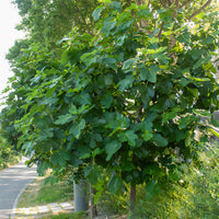 Figuier Violette Dauphine - Ficus carica Violette Dauphine - Bakker