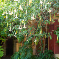 Plantes de terrasses et balcons - Brugmansia blanc - Brugmansia arborea