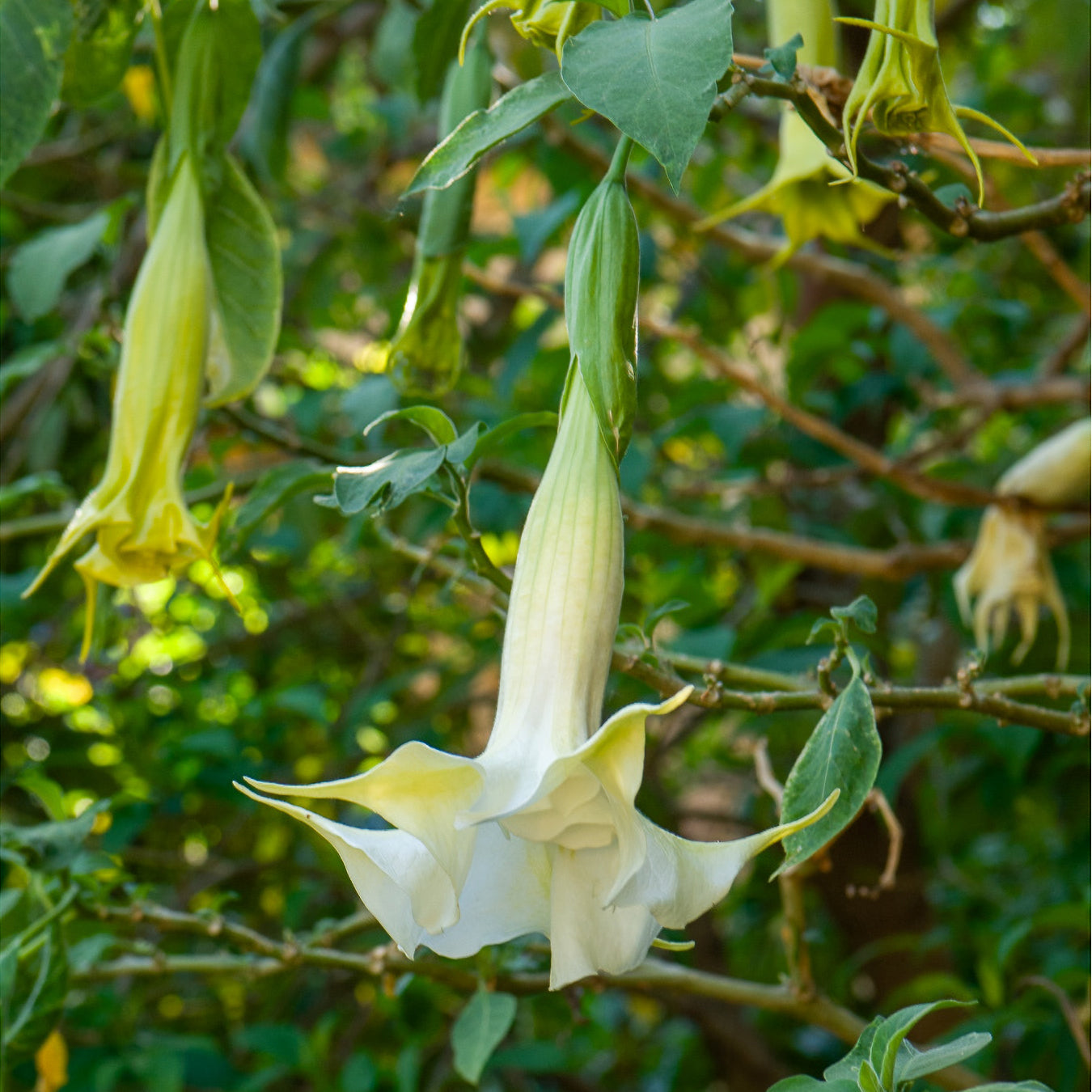 Brugmansia blanc - Brugmansia arborea - Bakker