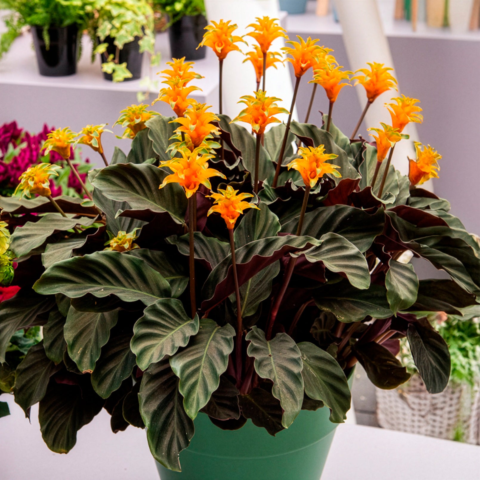 Calathea crocata - Calathéa crocata - Calathea