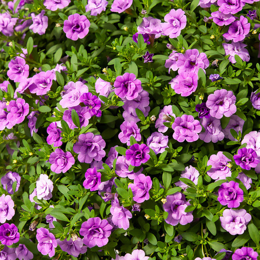 Mini-pétunia à fleurs doubles violettes - Bakker