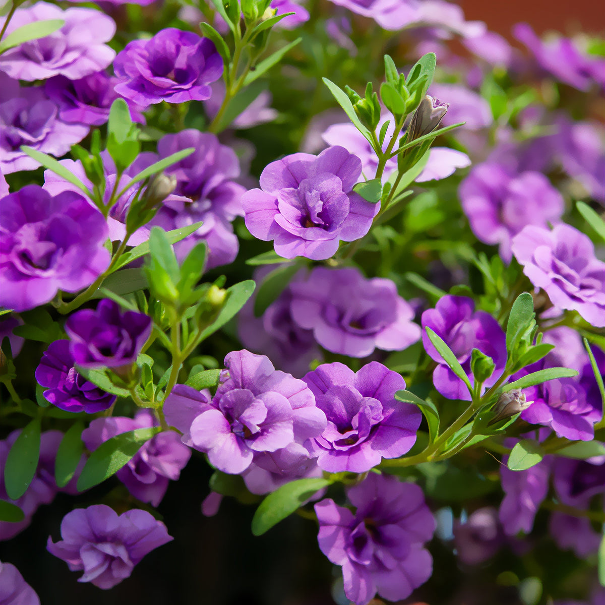 Mini-pétunia à fleurs doubles violettes - Calibrachoa hybride double Amethyst - Bakker