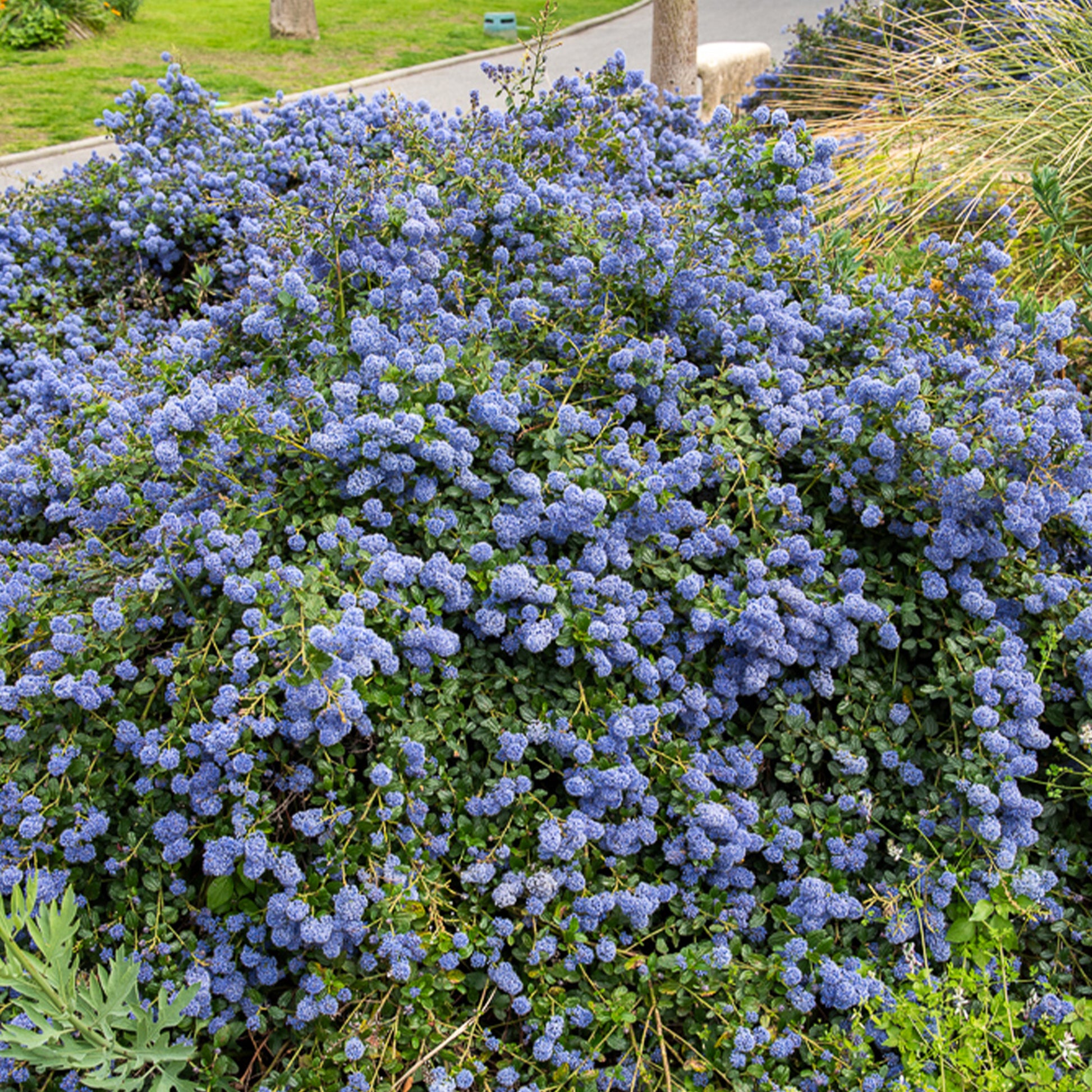 Ceanothus Concha - Céanothe Concha - Arbustes fleuris