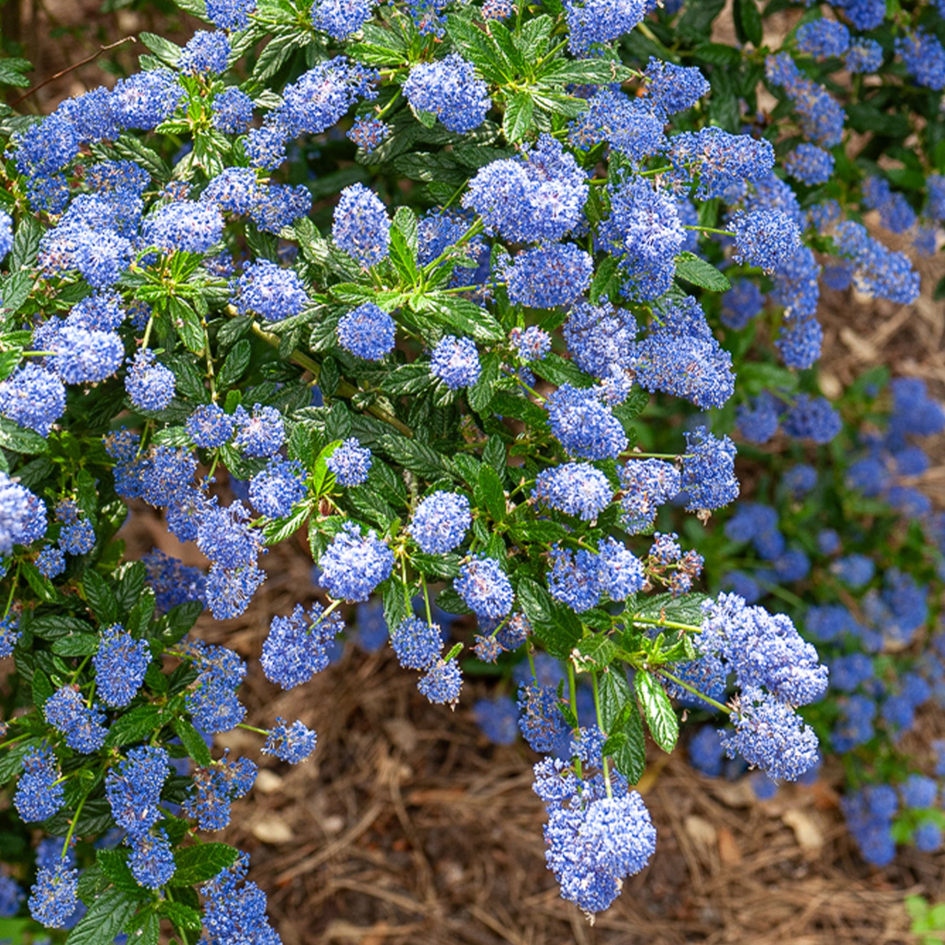 Céanothe Concha - Ceanothus Concha - Bakker