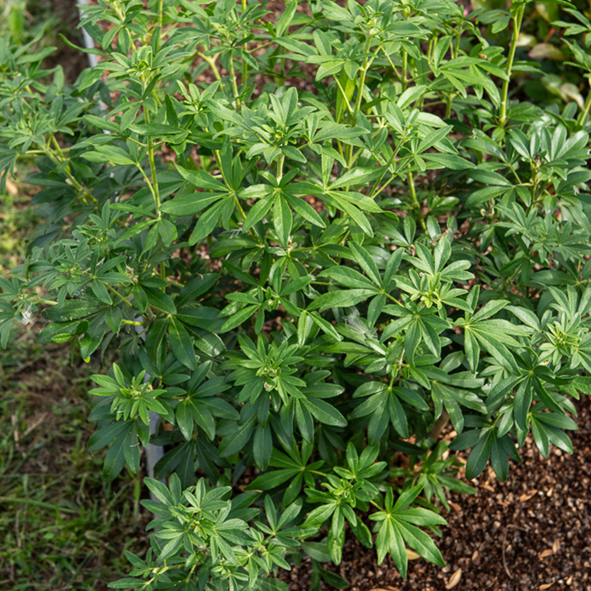 Oranger du Mexique Greenfingers® - Choisya ternata Greenfingers ® - Bakker