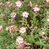 Ciste Silver Pink - Cistus x argenteus Silver Pink - Bakker