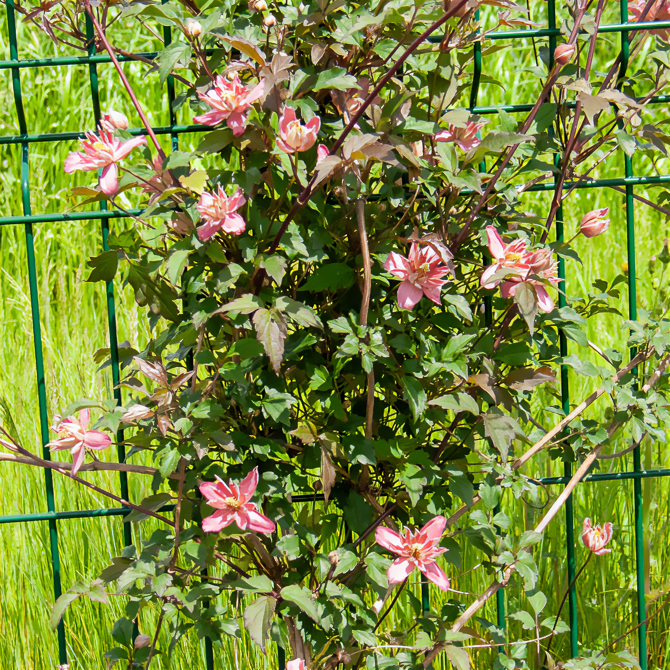 Clématite - Clématite Broughton Star - Clematis montana Broughton star