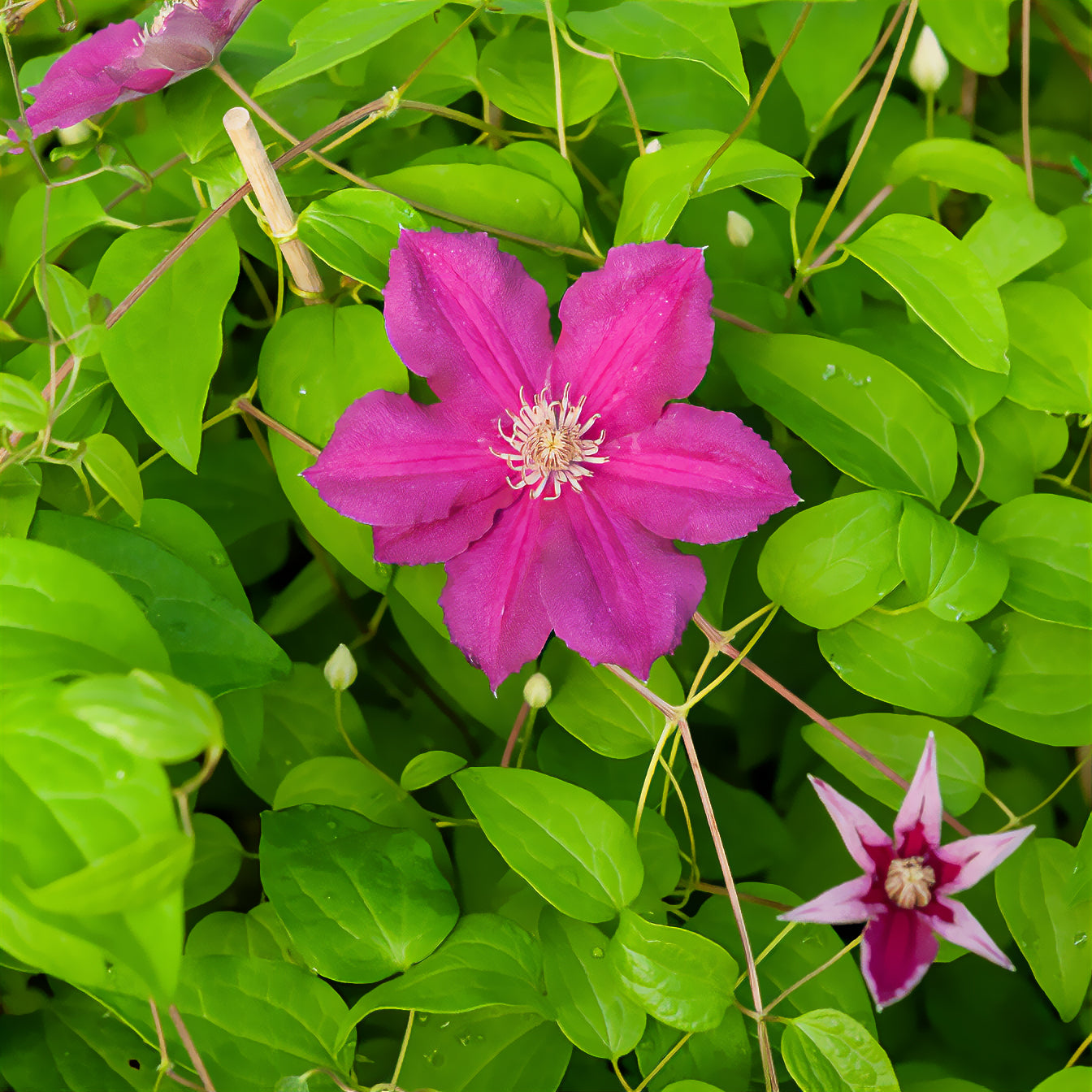 Clematis viticella Ernest markham - Clématite italienne Ernest Markham grimpante - Clématite