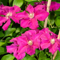  - Clématite italienne Ernest Markham grimpante - Clematis viticella Ernest markham