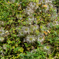 Clématite Golden Tiara® - Clematis tangutica Golden Tiara®Kugotia - Bakker