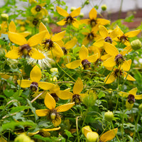 Clématite - Clématite Golden Tiara® - Clematis tangutica Golden Tiara®Kugotia