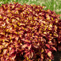 Coleus Henna - Coleus Henna - Bakker