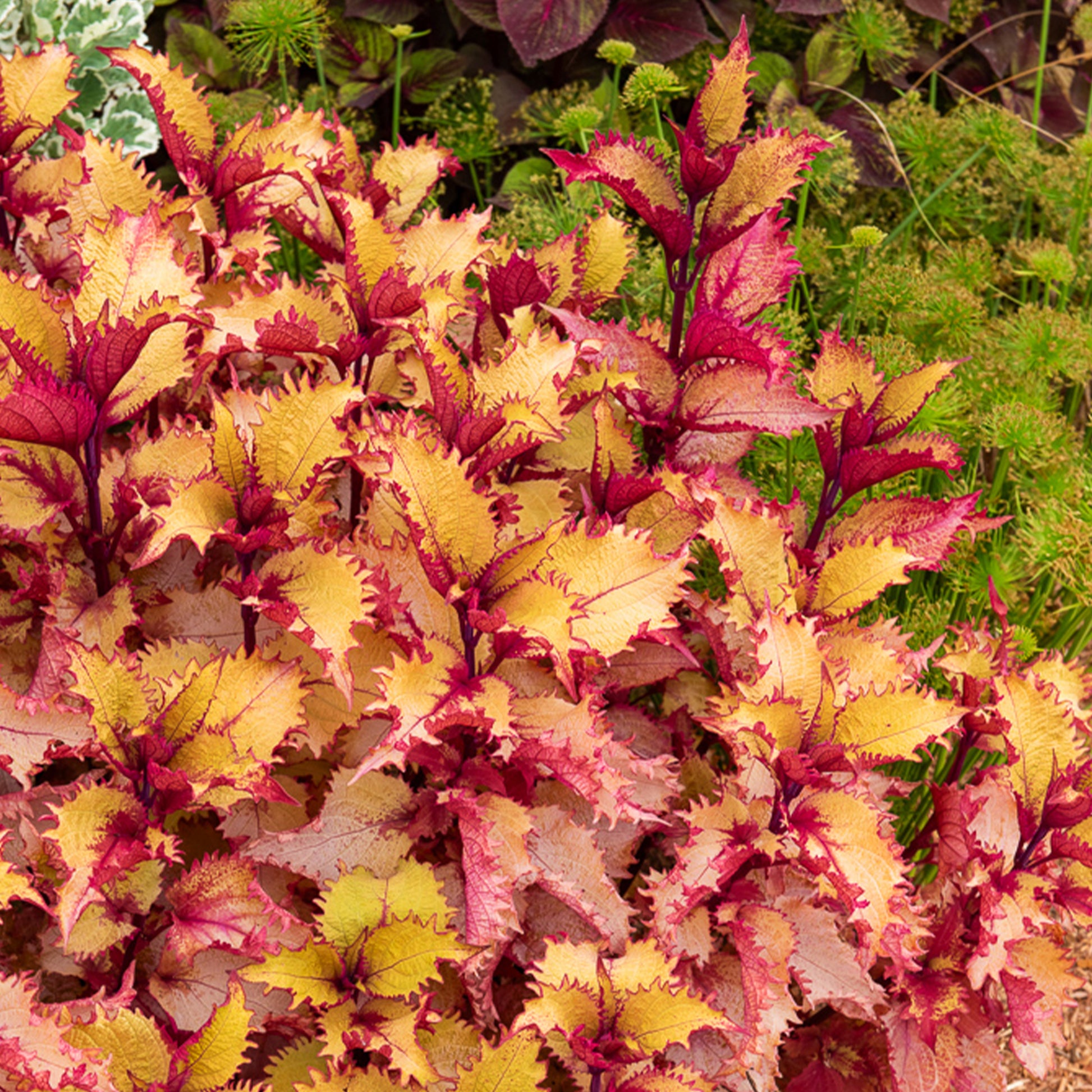 Coleus Henna - Bakker