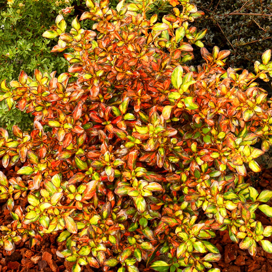 Coprosma Evening Glow ® - Bakker