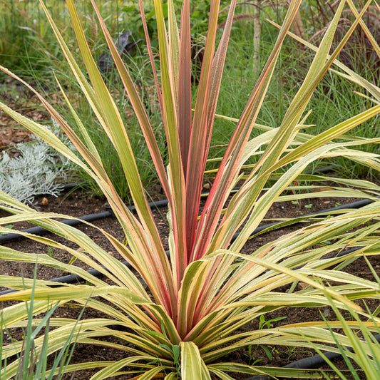 Cordyline australe Can Can® - Bakker