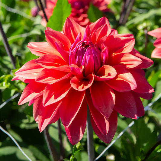 3 Dahlias décoratifs American Dawn - Bakker