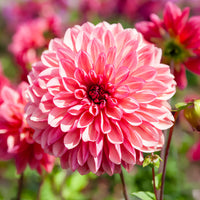 Dahlia Bacardi - 3 Dahlias décoratifs Bacardi - Bulbes de Dahlia