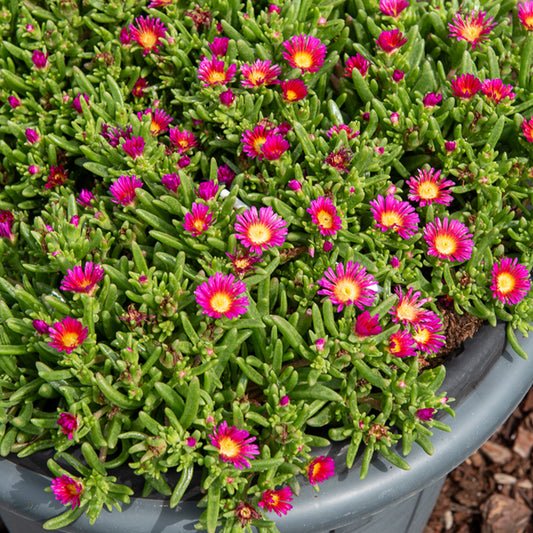 Delosperma Wheels of Wonder® Hot Pink - Bakker