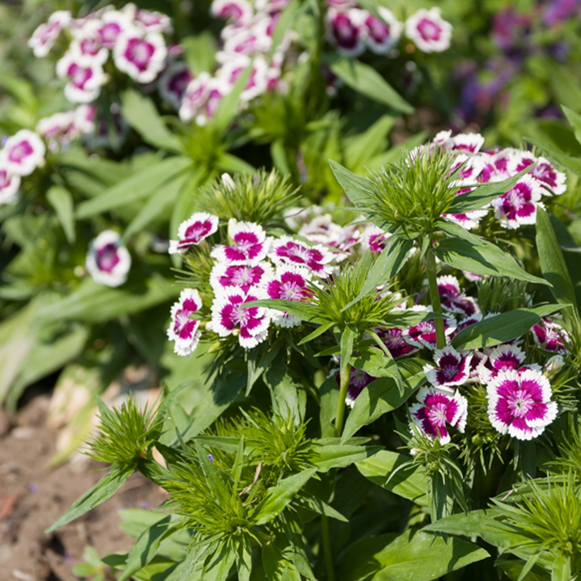 Œillet de poète Barbarini Purple Picotee - Bakker