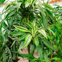 Dracaena Warneckei - Dracaena deremensis Warneckei - Bakker