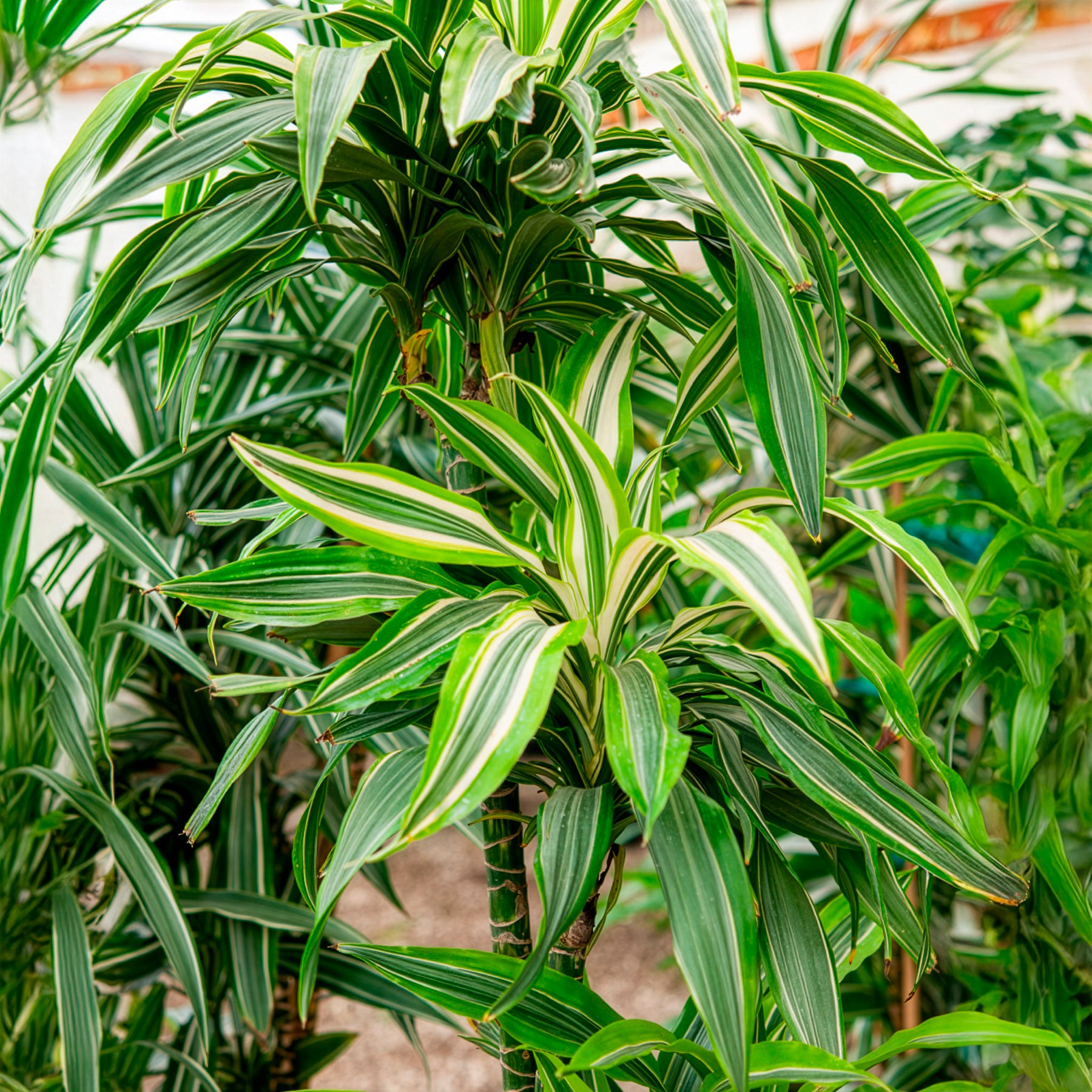 Dracaena Warneckei - Dracaena deremensis Warneckei - Bakker