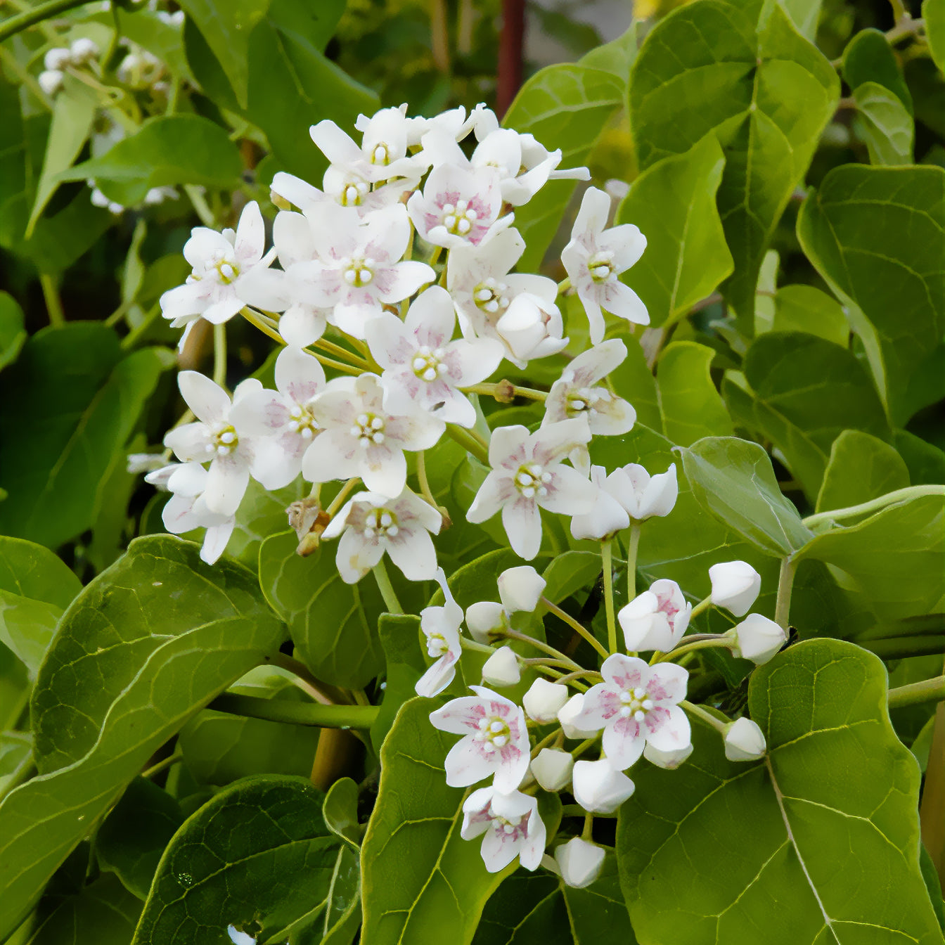 Wattakaka sinensis - Drégée de Chine - Dregea sinensis - Bakker