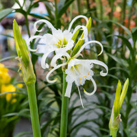 Hymenocallis x festalis - 3 Ismènes Festalis - Lis araignée - Bulbes d'été