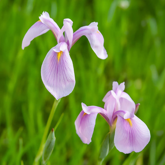 Iris du Japon Rose Queen - Bakker