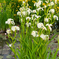 Iris pseudacorus Alba - Iris des marais à fleurs blanches - Iris des marais