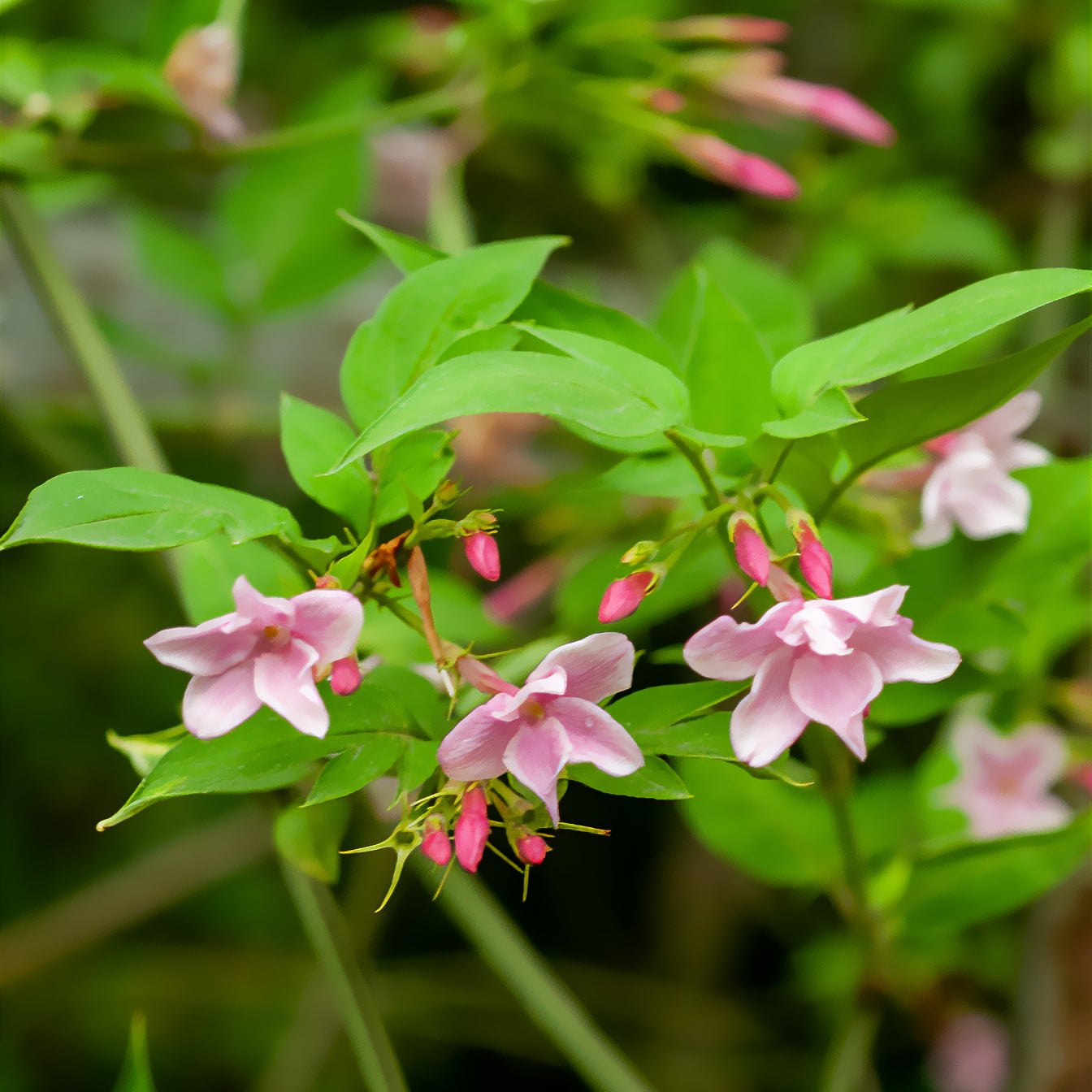 Jasmin stéphanois  - Jasminum stephanense - Bakker