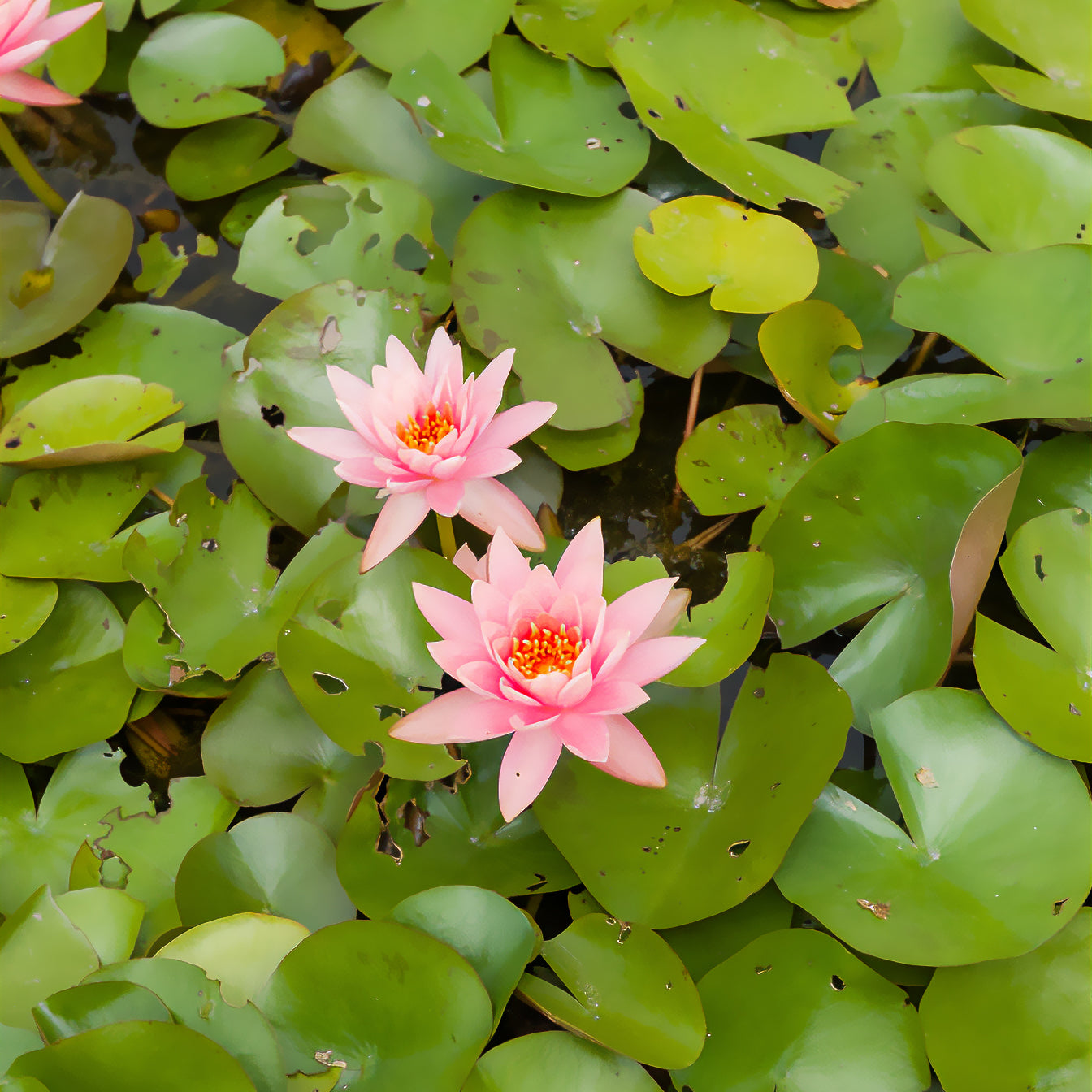 Nénuphar Colorado - Nymphaea Colorado - Bakker