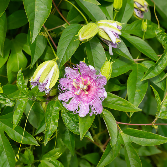 Passiflore officinale - Bakker