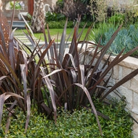 Phormium tenax Black Adder ® - Phormium Black Adder ® - Plantes à feuillage persistant