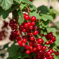 Groseillier Junifer - Ribes rubrum Junifer - Bakker